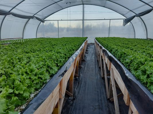 Cultivo Hidropónico Profesional