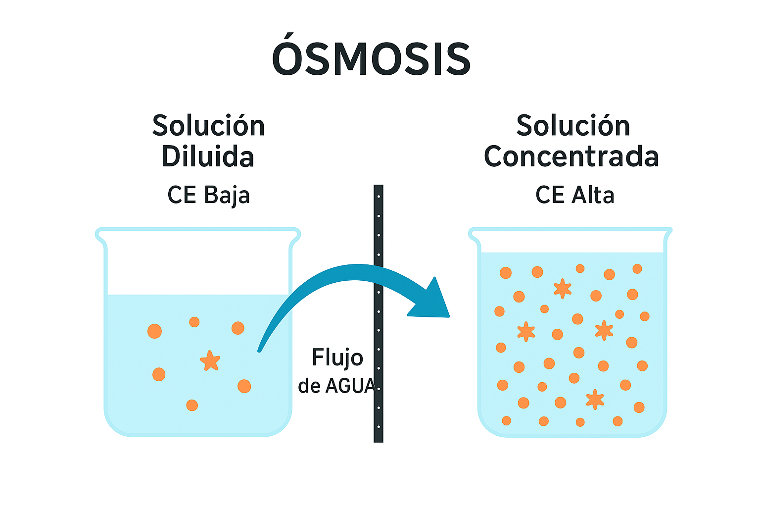Diagrama de ósmosis mostrando el flujo de agua a través de una membrana semipermeable