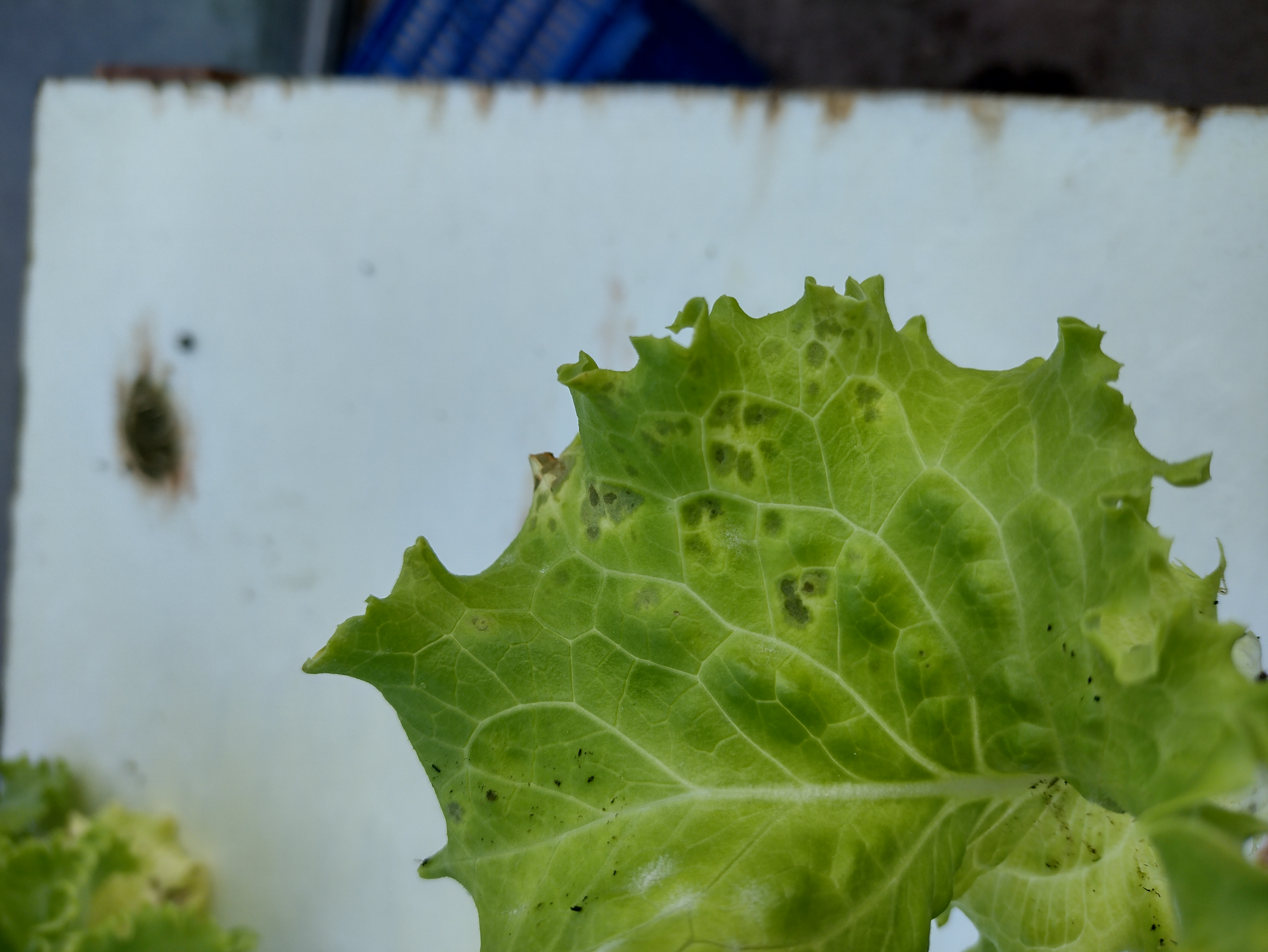 Hoja de lechuga mostrando black spots por toxicidad de manganeso/hierro